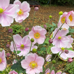 6250519_anemone_lorelei_02