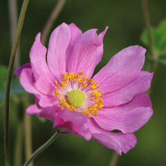6252467_anemone_margarete_01