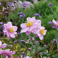 6251461_anemone_mont-rose_01
