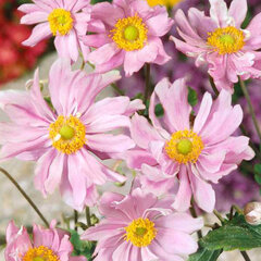 6251461_anemone_mont-rose_03