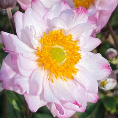 6250029_anemone_prinz_heinrich_01