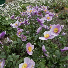 625923_anemone_regal_swan_01