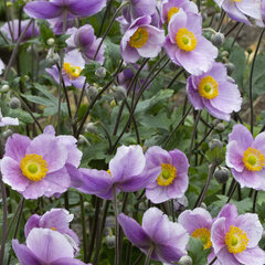 625923_anemone_regal_swan_02