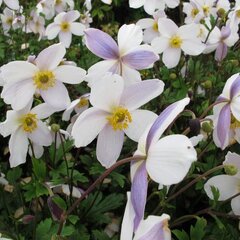 6250020_anemone_ruffled_swan_01