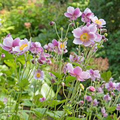 7251067_anemone_september_charm_02