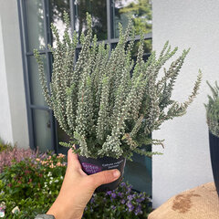 9244467_calluna_sunset_fluffy_01