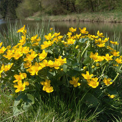 3254540_caltha_palustris_02