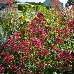 6251674_centranthus_coccineus_01