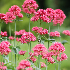 6251674_centranthus_coccineus_06