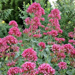 2253965_centranthus_rosenrot_01