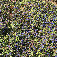 7250657_ceratostigma_plumbaginoides_01