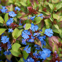7250657_ceratostigma_plumbaginoides_09