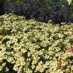 3233478_coreopsis_buttermilk_01