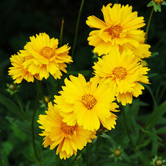 4244314_coreopsis_early_sunrise_01