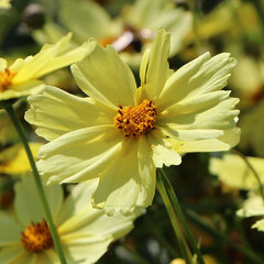 5253916_coreopsis_full_moon_01