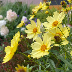 5253916_coreopsis_full_moon_04