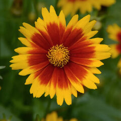 4254615_coreopsis_gold_bronze_01