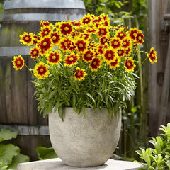 4254615_coreopsis_gold_bronze_02