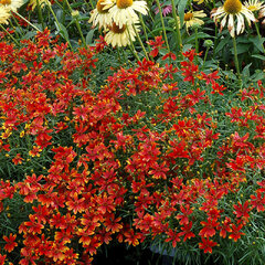 4250939_coreopsis_ladybird_06