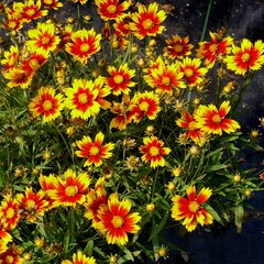 6200959_coreopsis_li_l_bang_daybreak_01