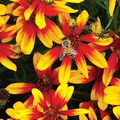 10220957_coreopsis_lightning_bug_01