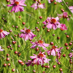 3233774_coreopsis_limerock_passion_01