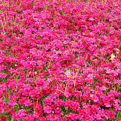 3233775_coreopsis_limerock_ruby_01