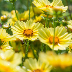4201521_coreopsis_limoncello_golden_yellow_01