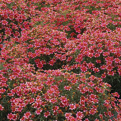 3233776_coreopsis_madras_magic_01