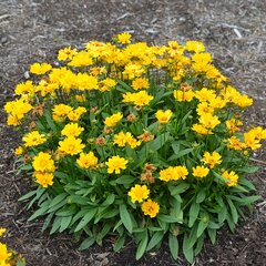4250733_coreopsis_presto_01