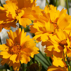 4250733_coreopsis_presto_03
