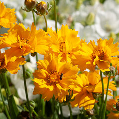 4250733_coreopsis_presto_05