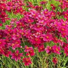 4254271_coreopsis_ruby_red_03