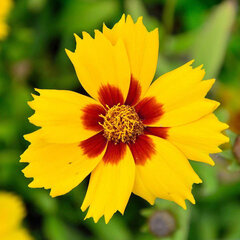 3252254_coreopsis_sterntaler_01