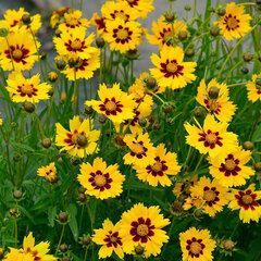 3252254_coreopsis_sterntaler_02