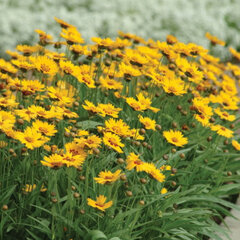 3221870_coreopsis_sunfire_01