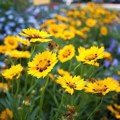 3221870_coreopsis_sunfire_02