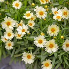 4254614_coreopsis_uptick_cream_01