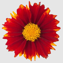 4254616_coreopsis_uptick_red_01