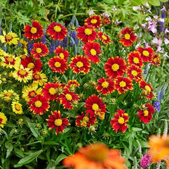 4254616_coreopsis_uptick_red_02