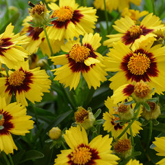4254617_coreopsis_yellow_red_01