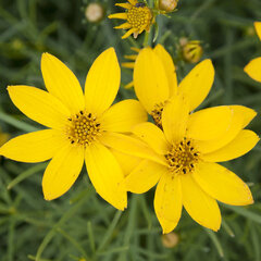 7250097_coreopsis_zagreb_02