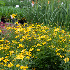 7250097_coreopsis_zagreb_04