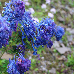 9253520_corydalis_calycosa_01