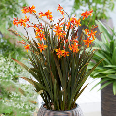 5244294_crocosmia_bressingham_dark_fires_01