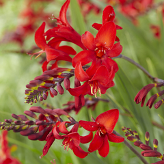 5254689_crocosmia_diabolo_01