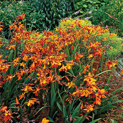 5241705_crocosmia_emily_mckenzie_01