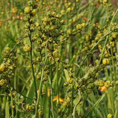 6233953_crocosmia_firestars_scorchio_01