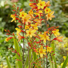 5254690_crocosmia_harlequin_01