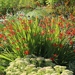 5244296_crocosmia_hellfire_01